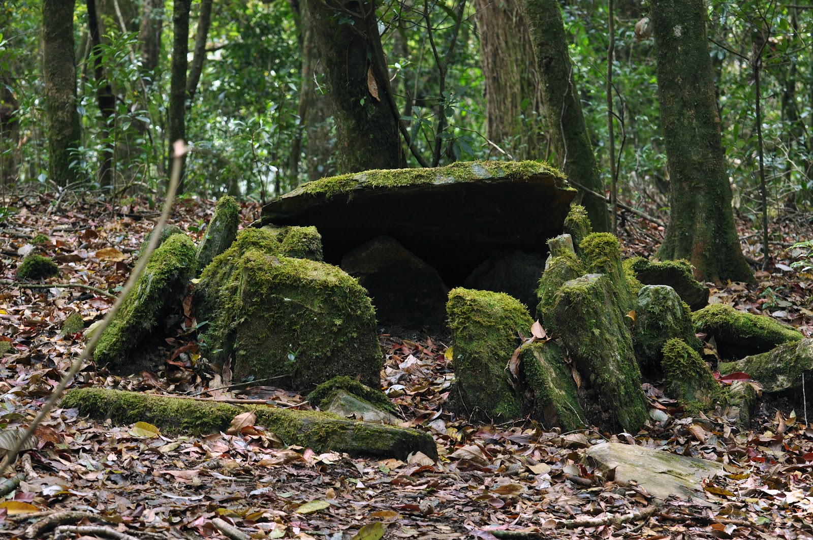 Sacred Forest (Mawphlang)
